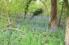 Bluebells in Woods
