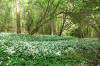 Wild Garlic in woods