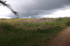 Leckhampton Hill