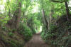 Sunken Lane, Uley 