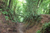 Sunken Lane