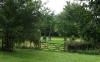 staues in Garden